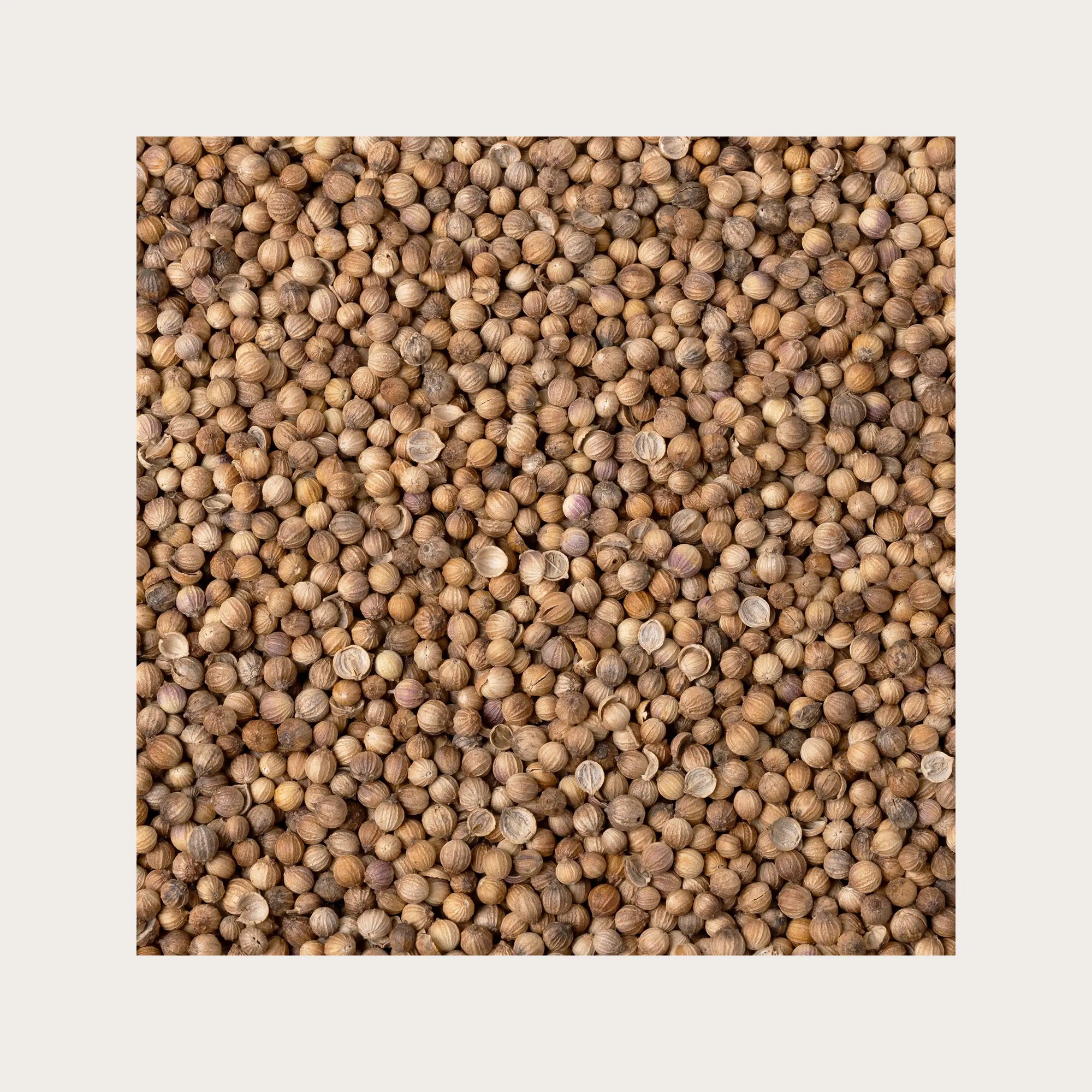 Coriandolo semi sfusi per tisana