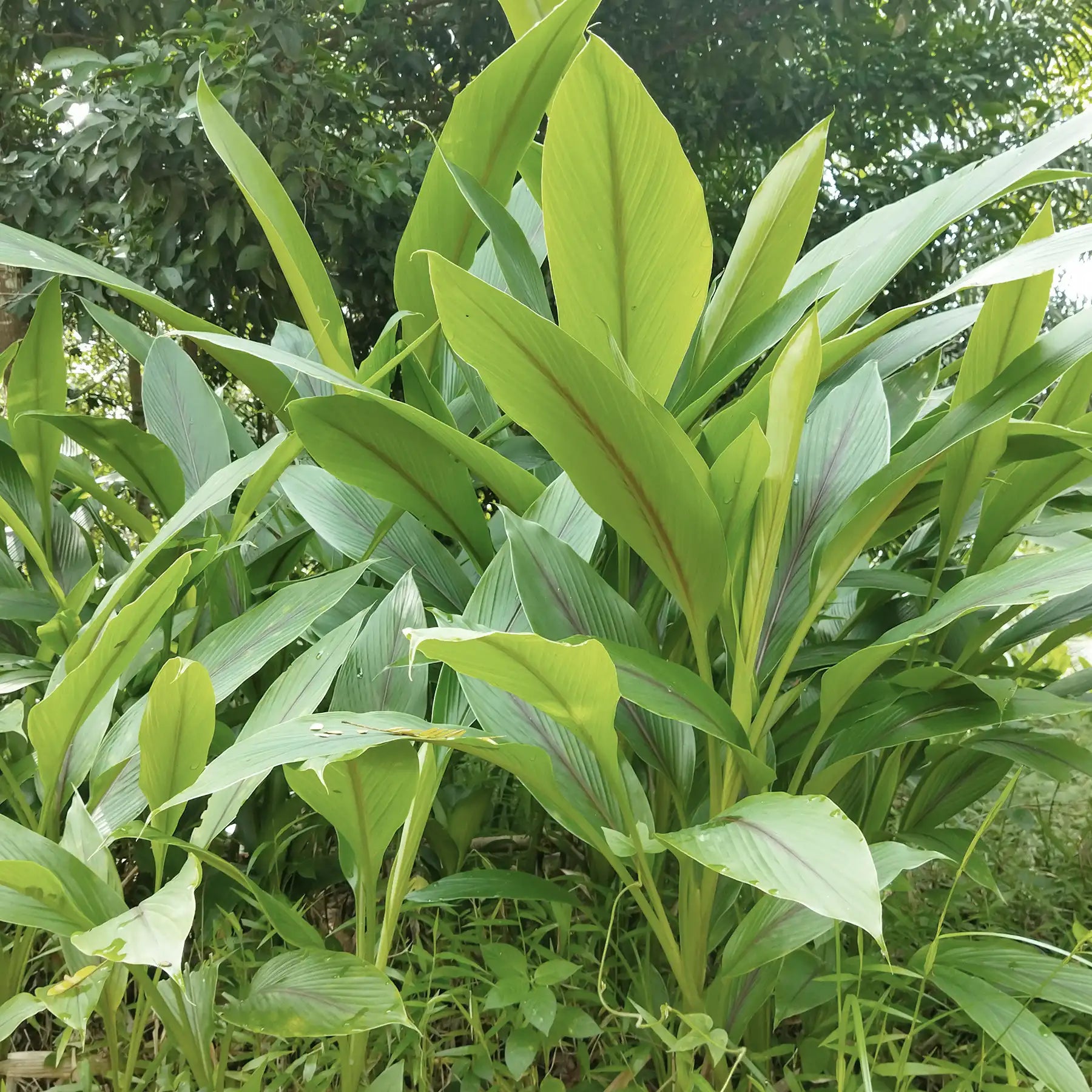 Curcuma