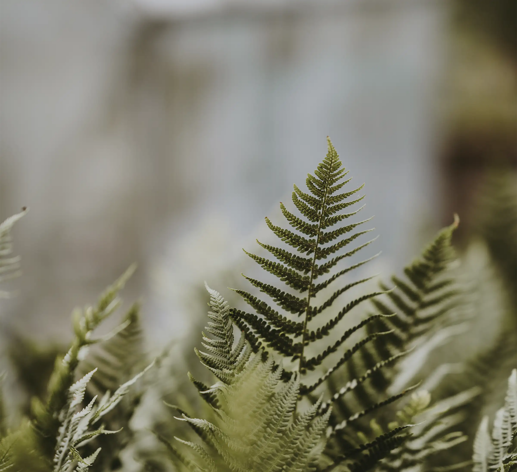 Solimè - Erboristeria, rimedi naturali, cosmetica funzionale