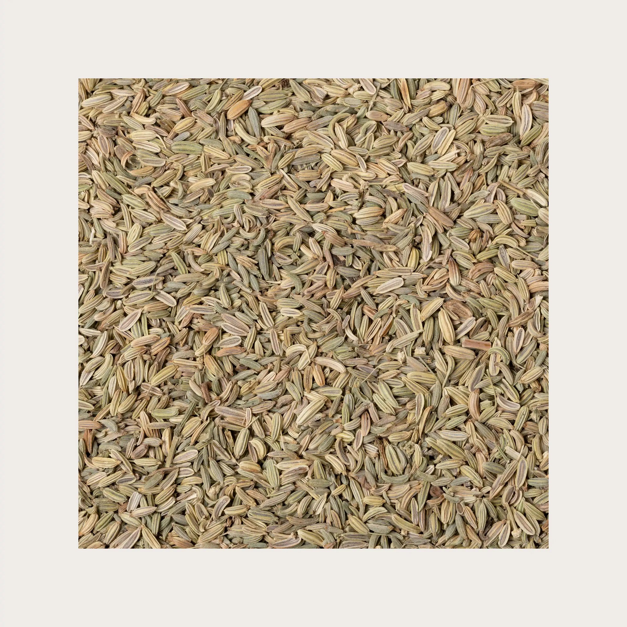 Finocchio semi sfusi per tisana