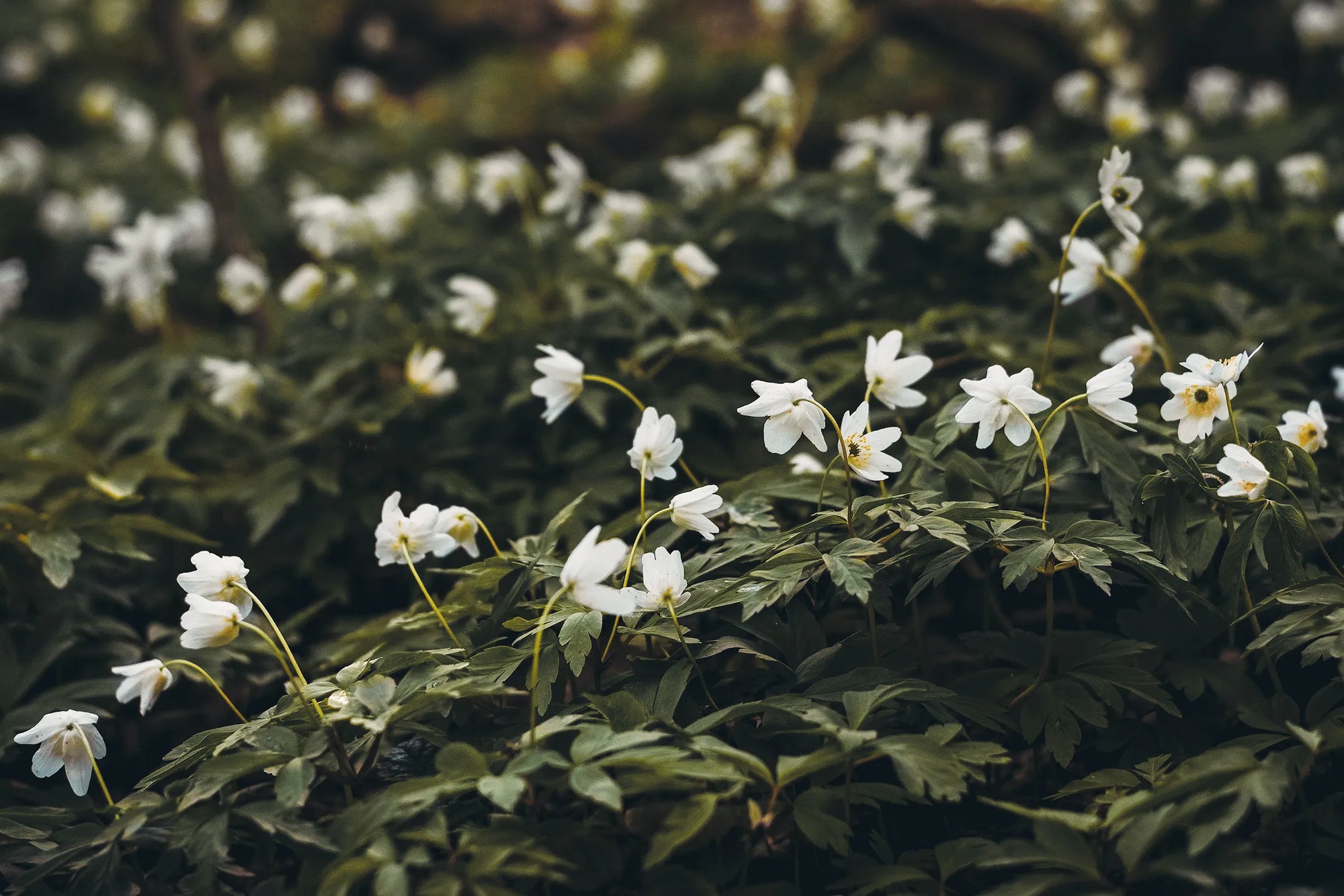 Fiori bianchi