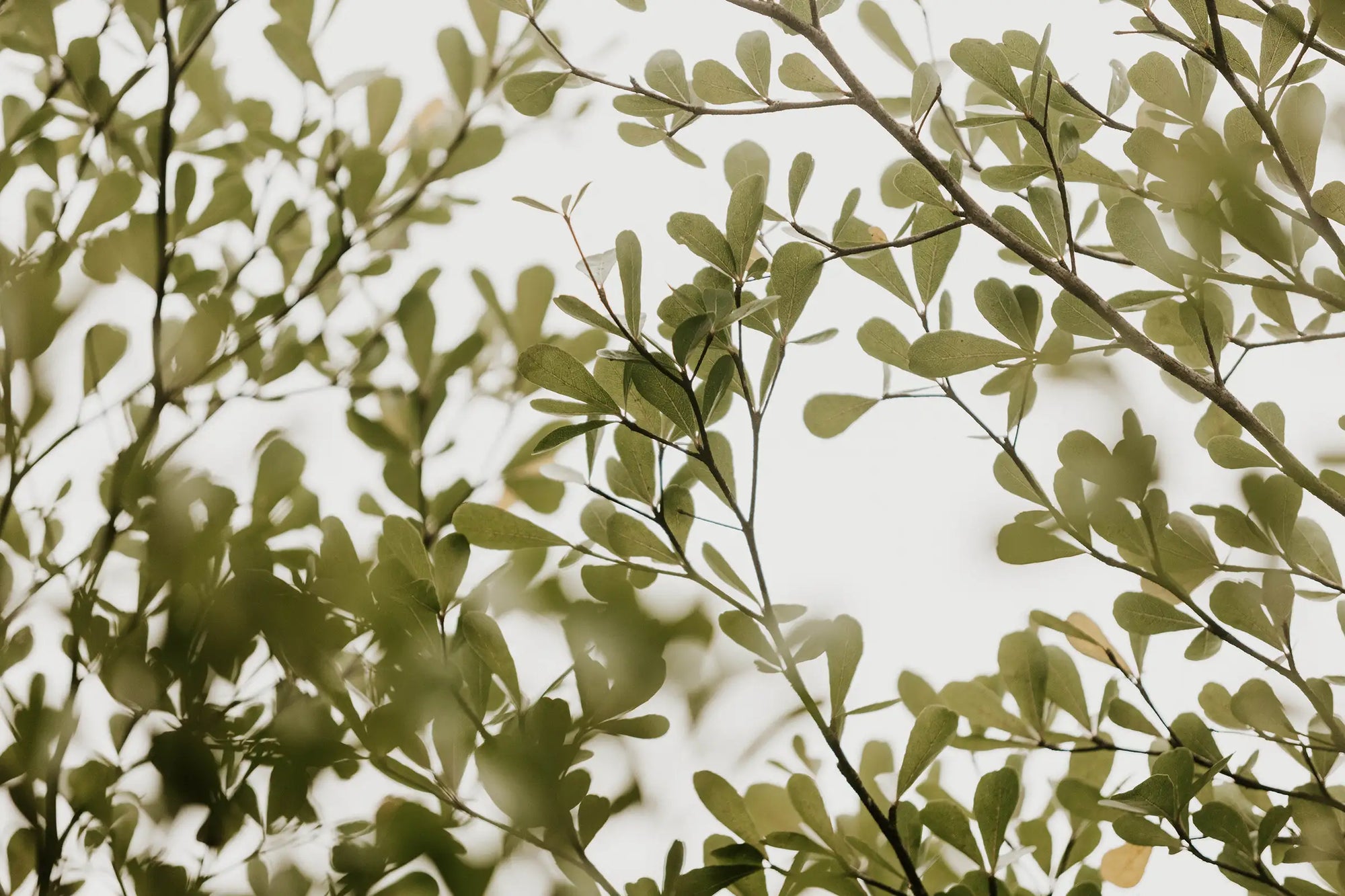 Solimè - Erboristeria, rimedi naturali, cosmetica funzionale