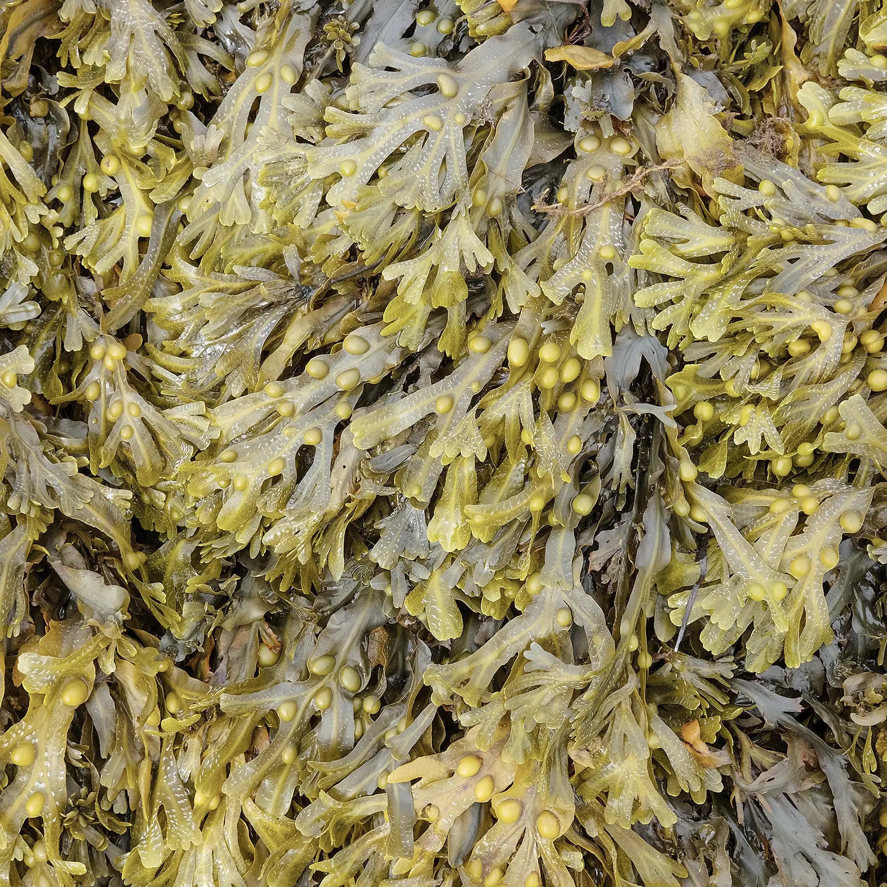 Fucus pianta