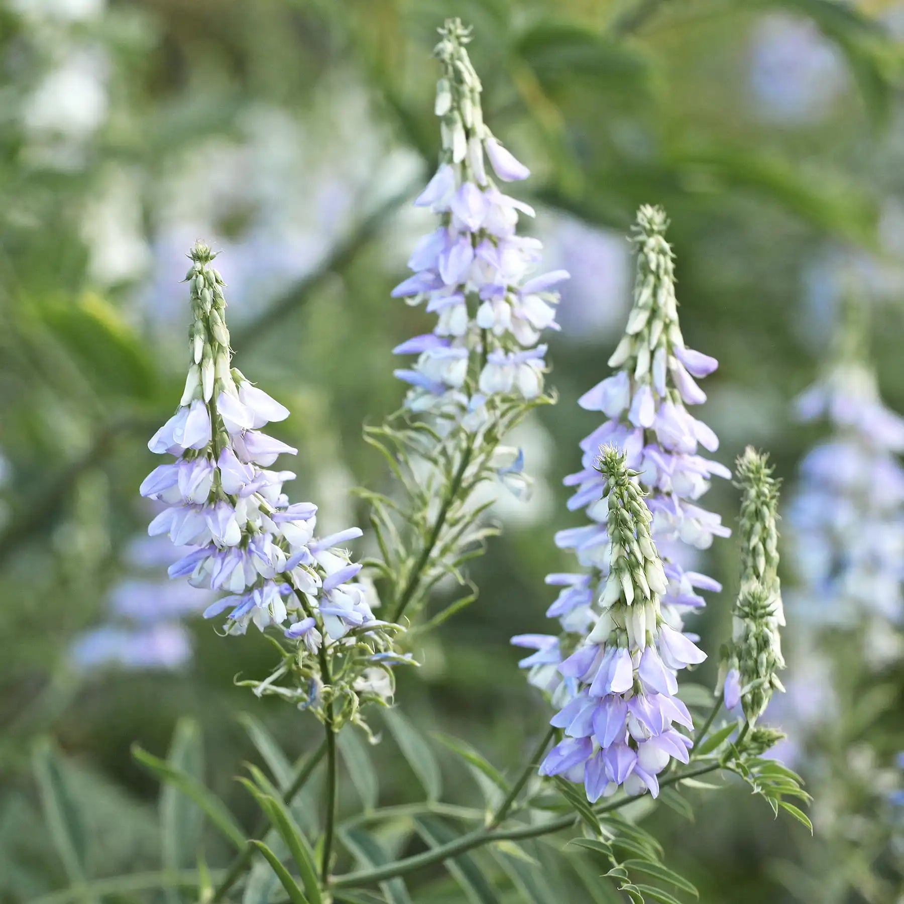 Tisana Galega officinale sommità sfuse – Solimè