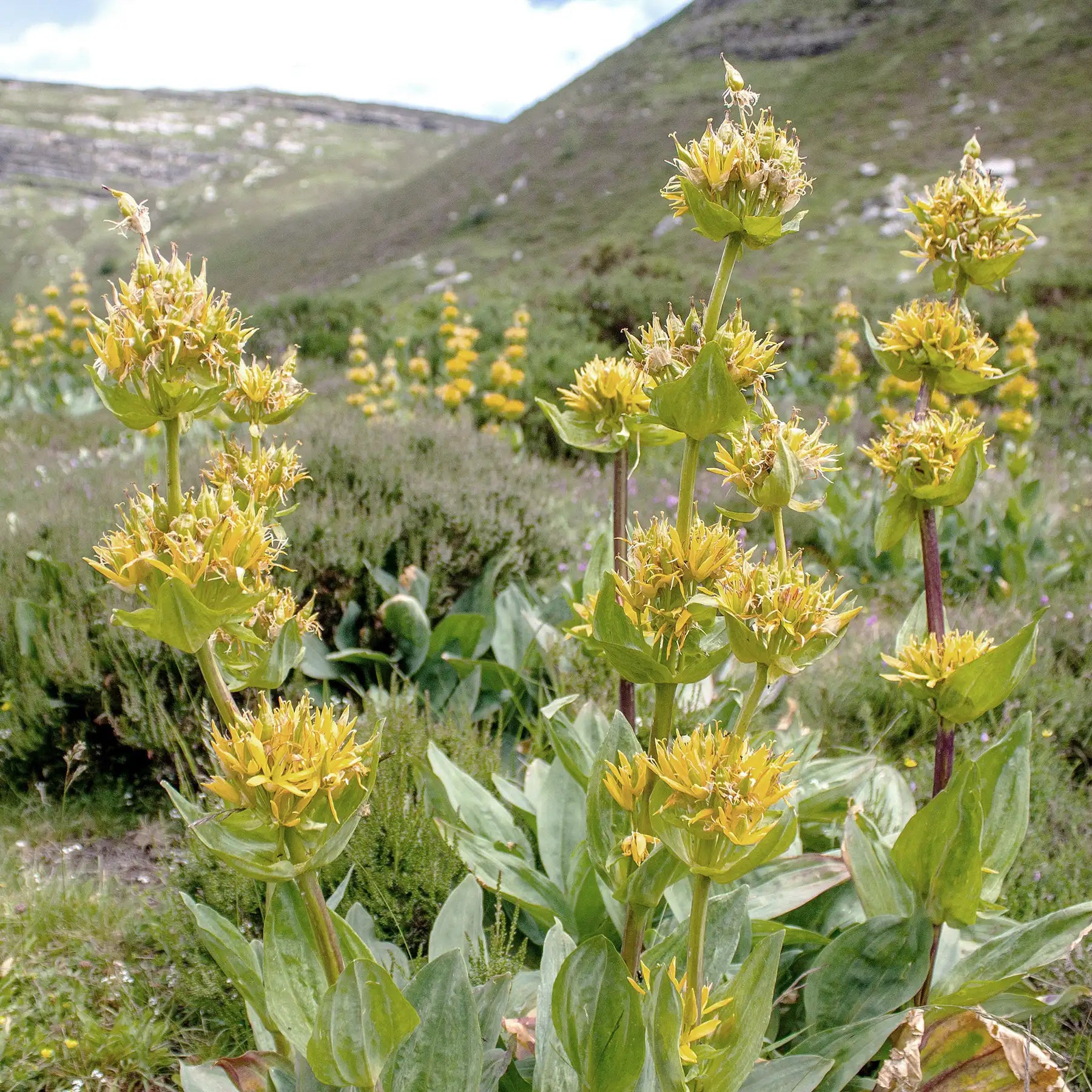 Genziana
