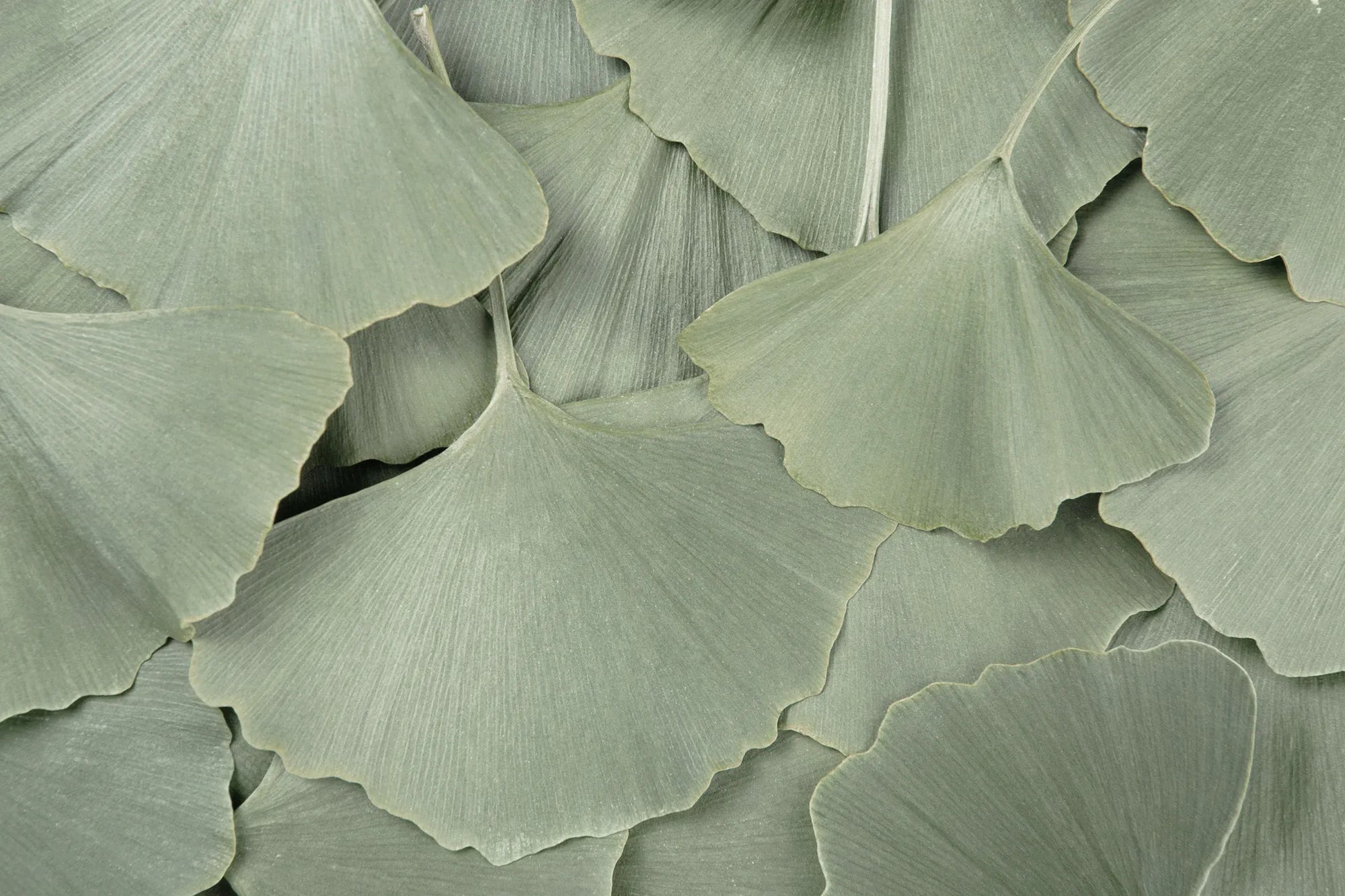 Ginkgo Biloba pianta