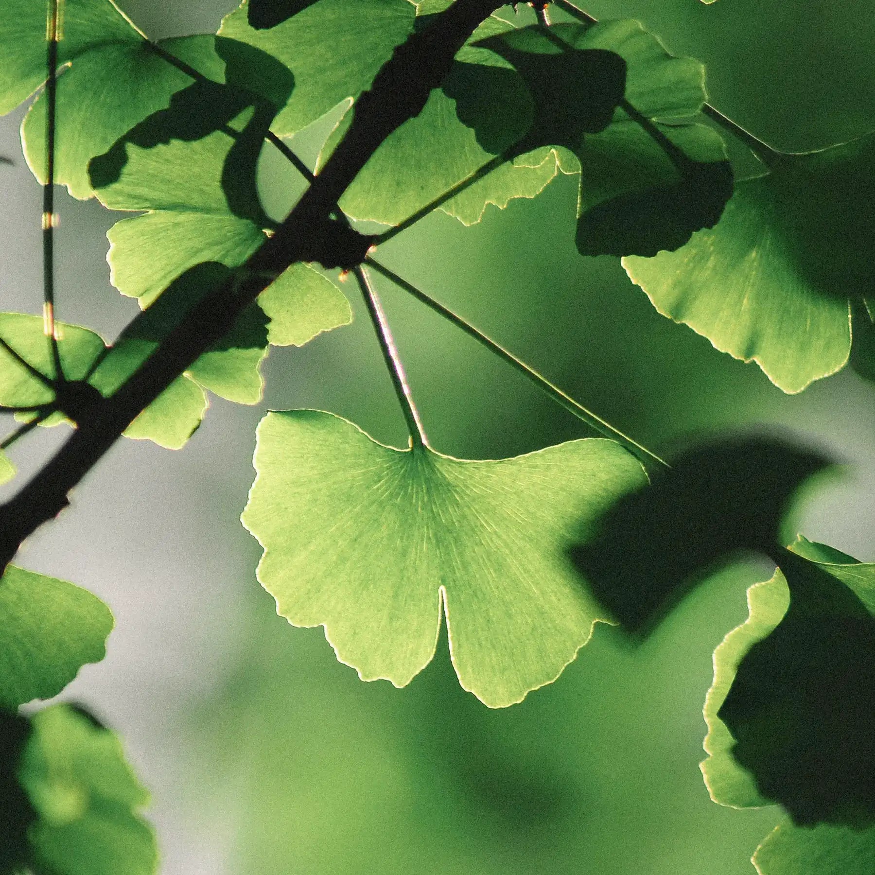 Ginkgo Biloba