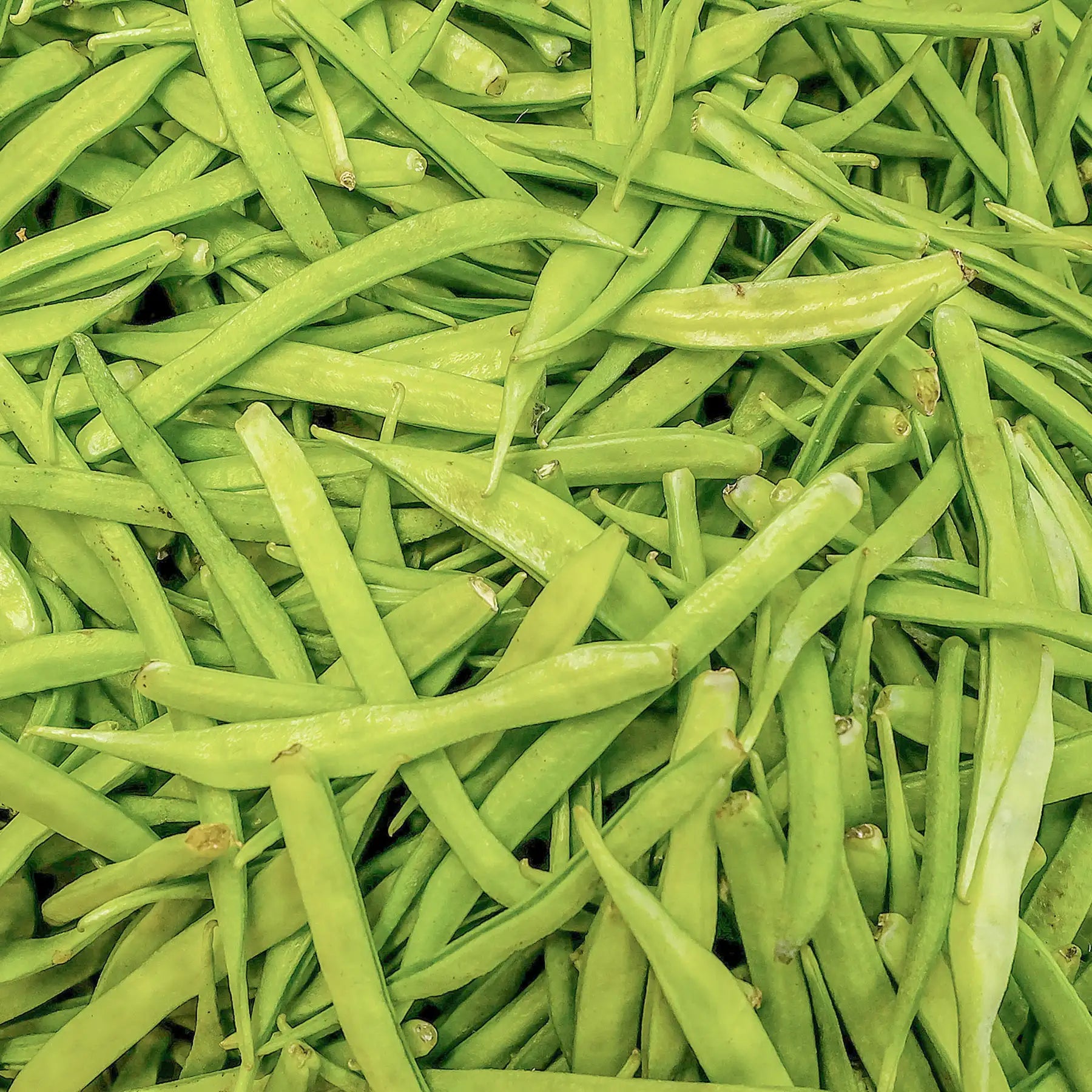 Guar pianta
