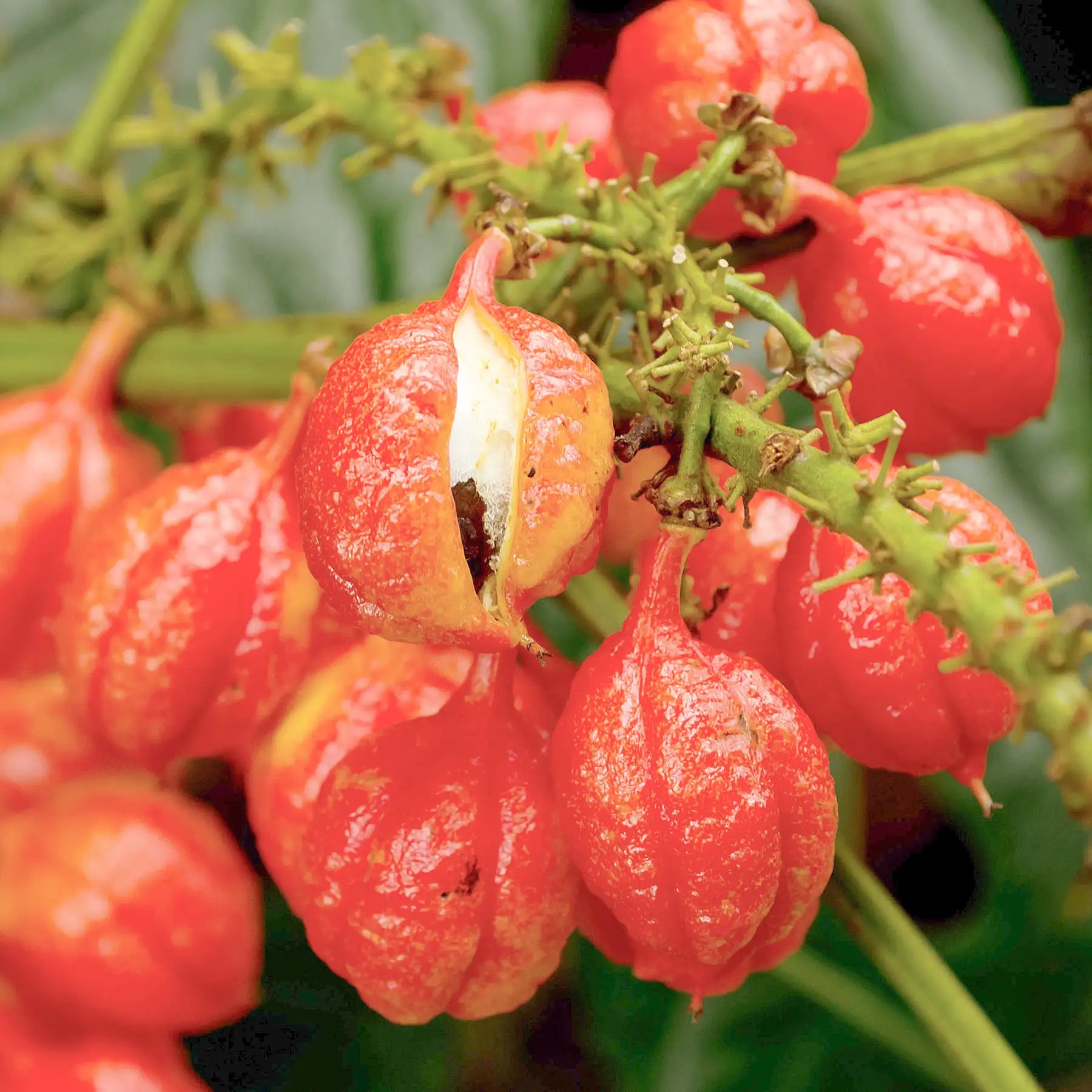 Guarana pianta