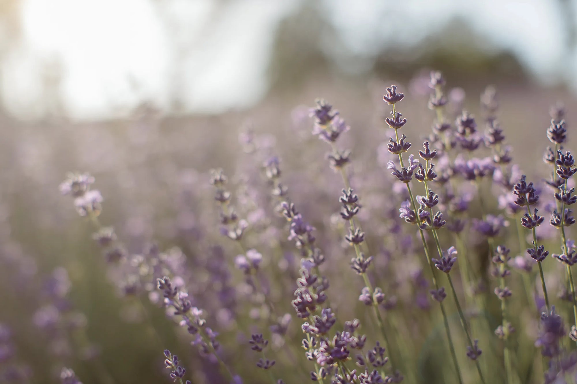 Lavanda pianta