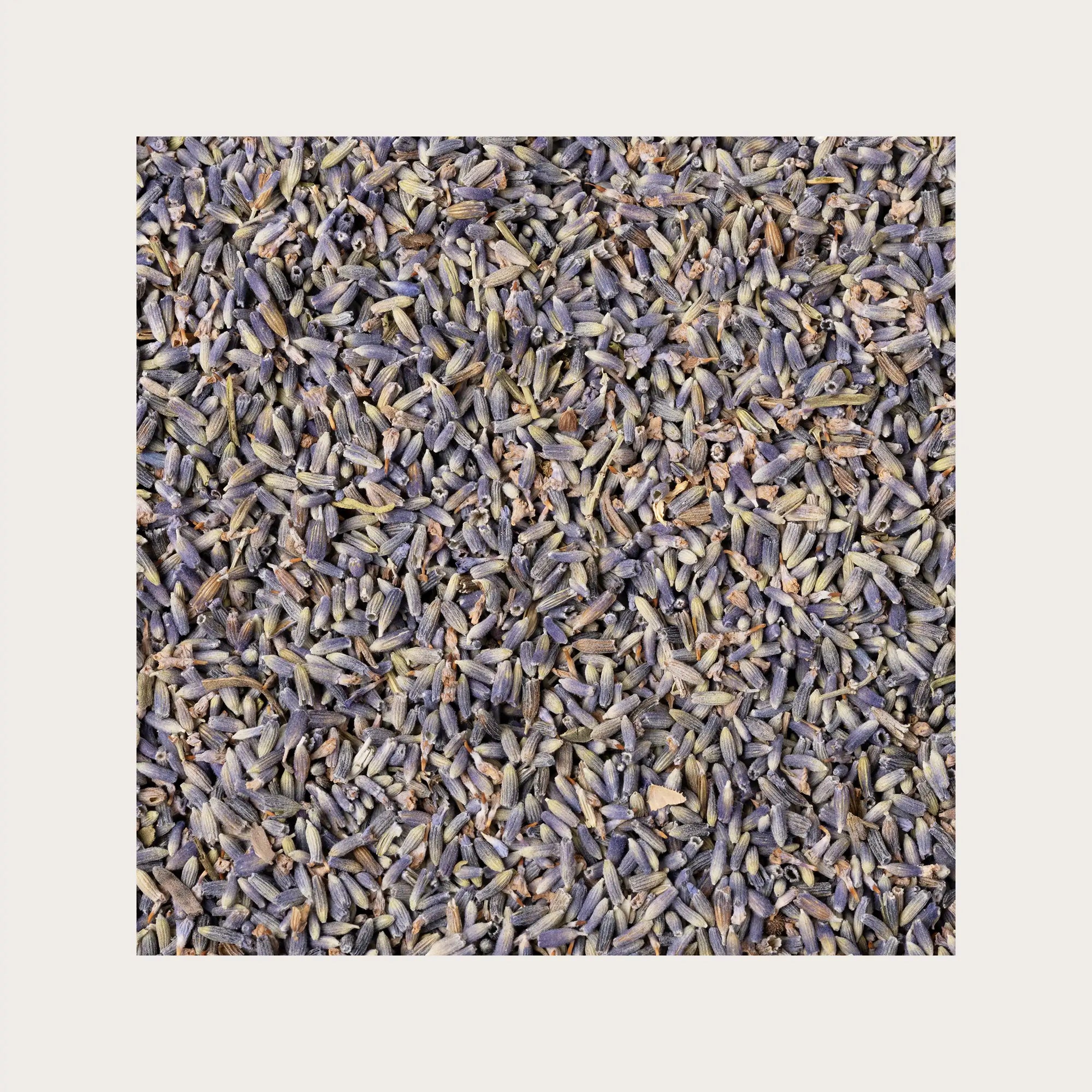 Lavanda fiori sfusi per tisana