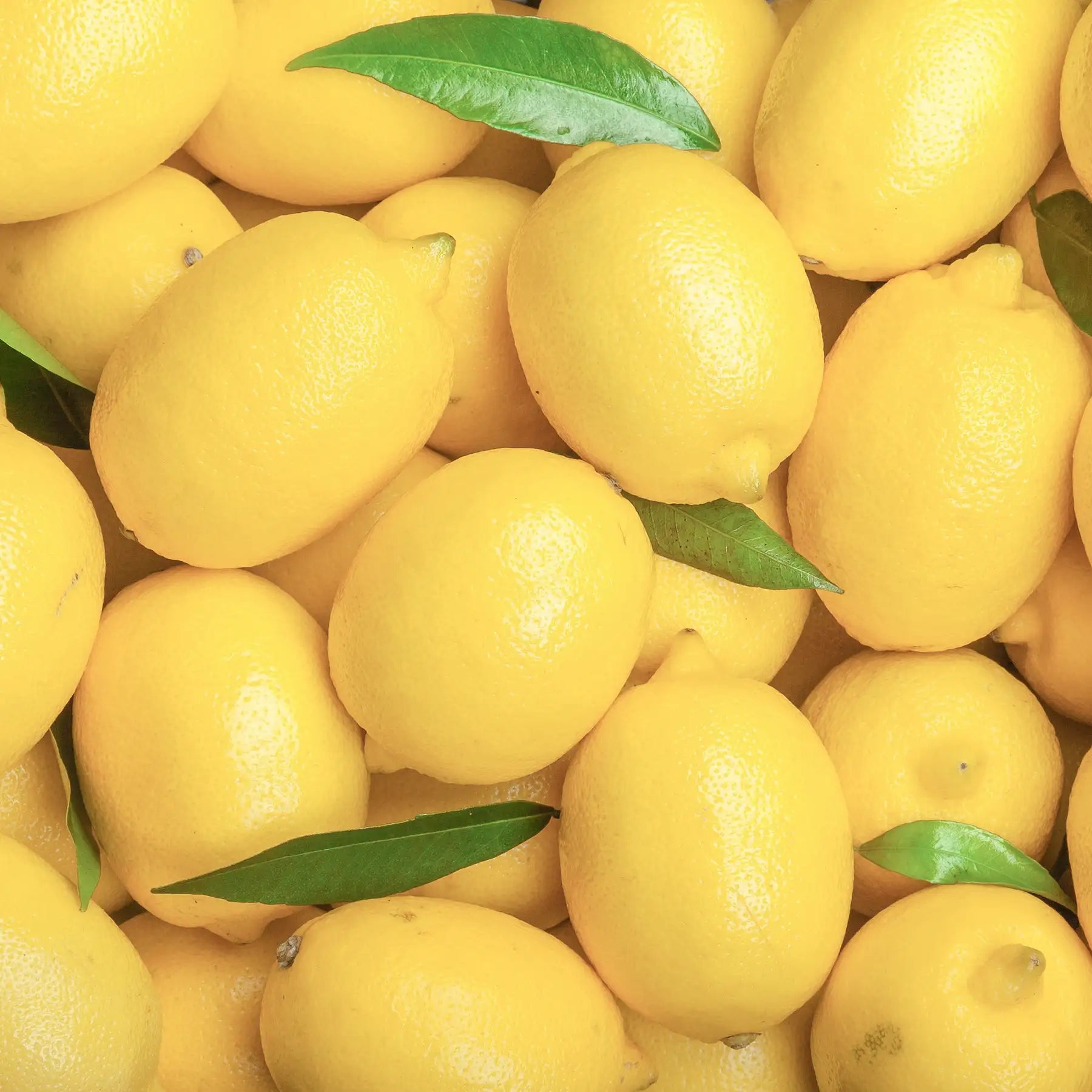 Limone frutto