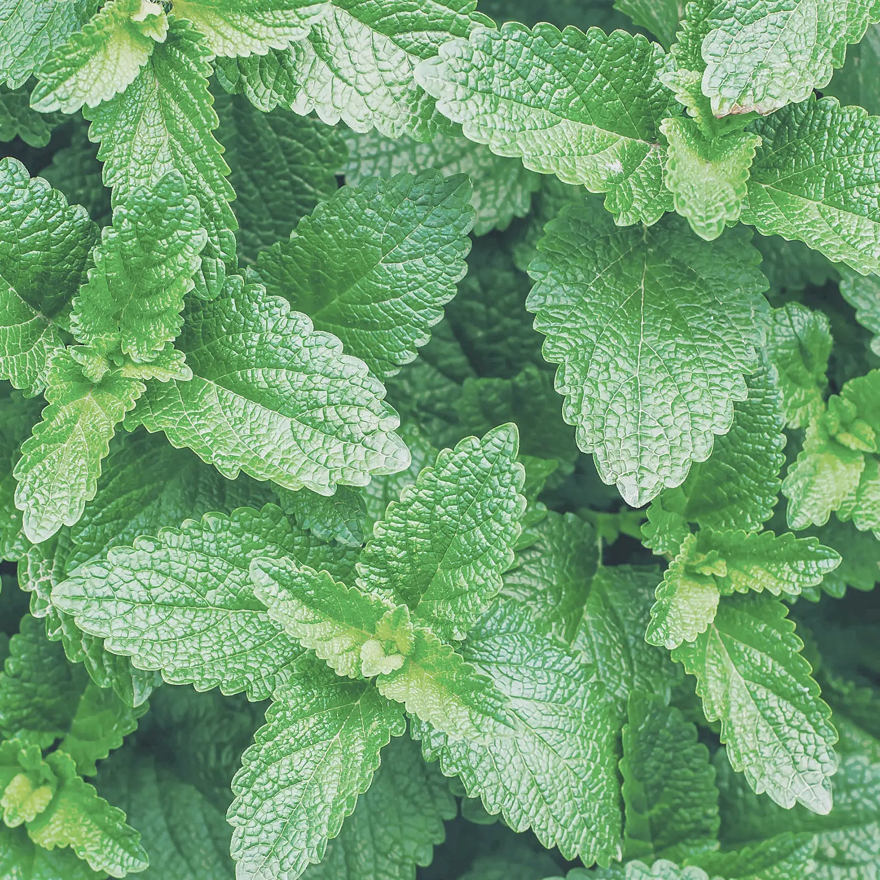 Menta Piperita pianta