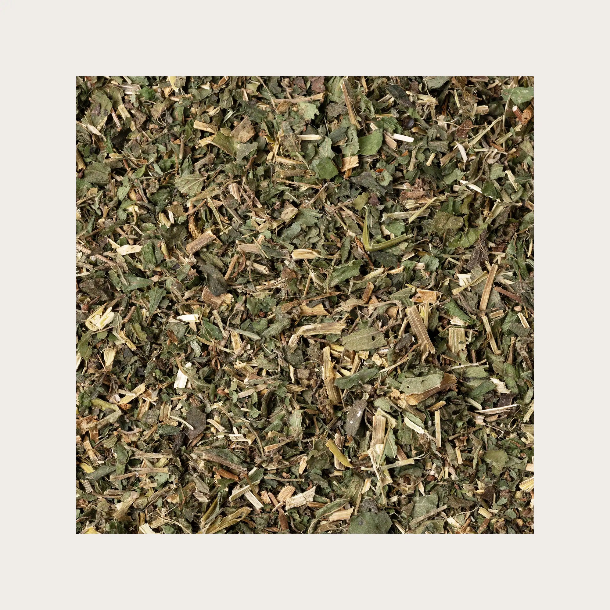 Parietaria sfusa per tisana