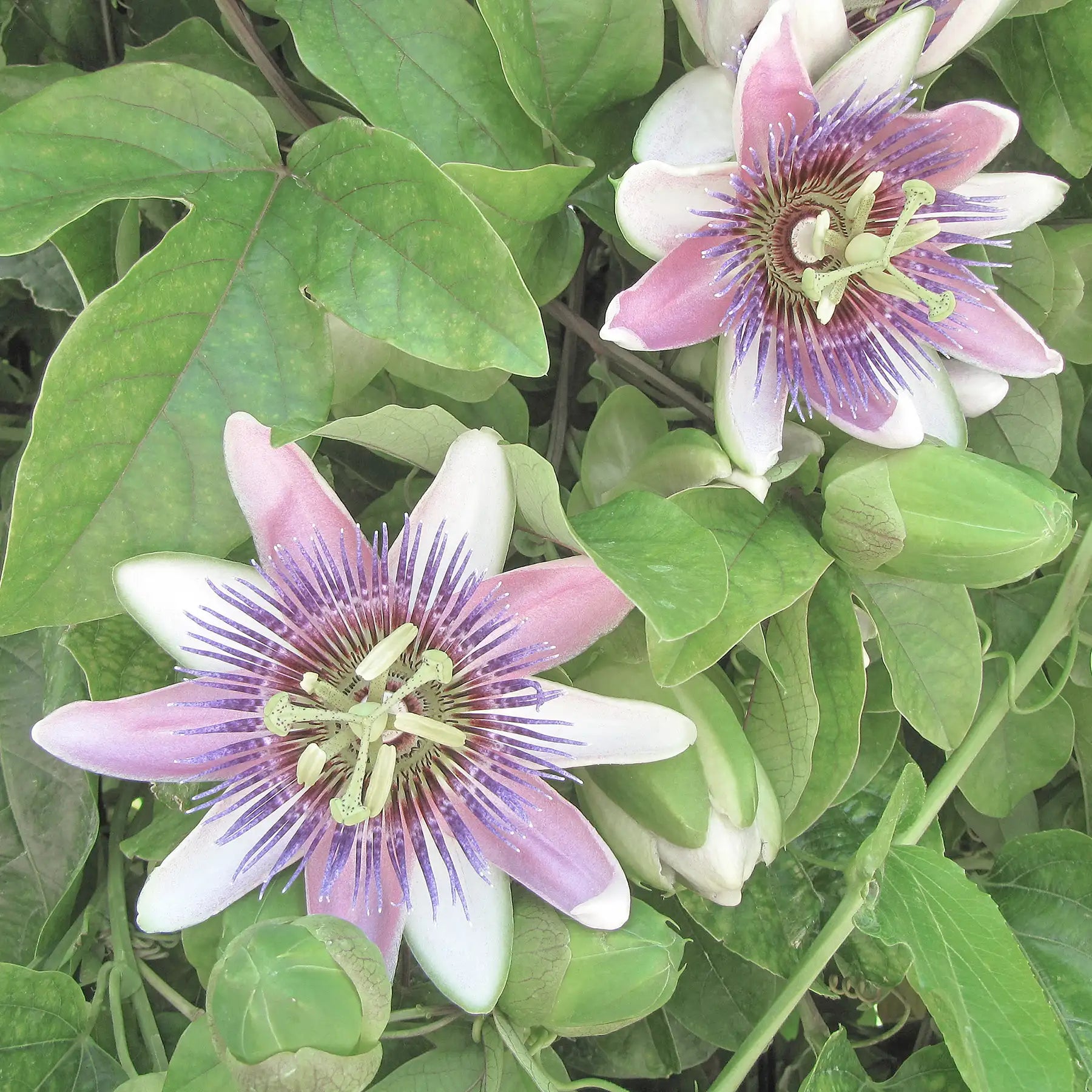 Passiflora pianta