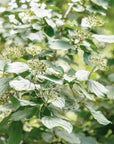 Rhamnus frangula