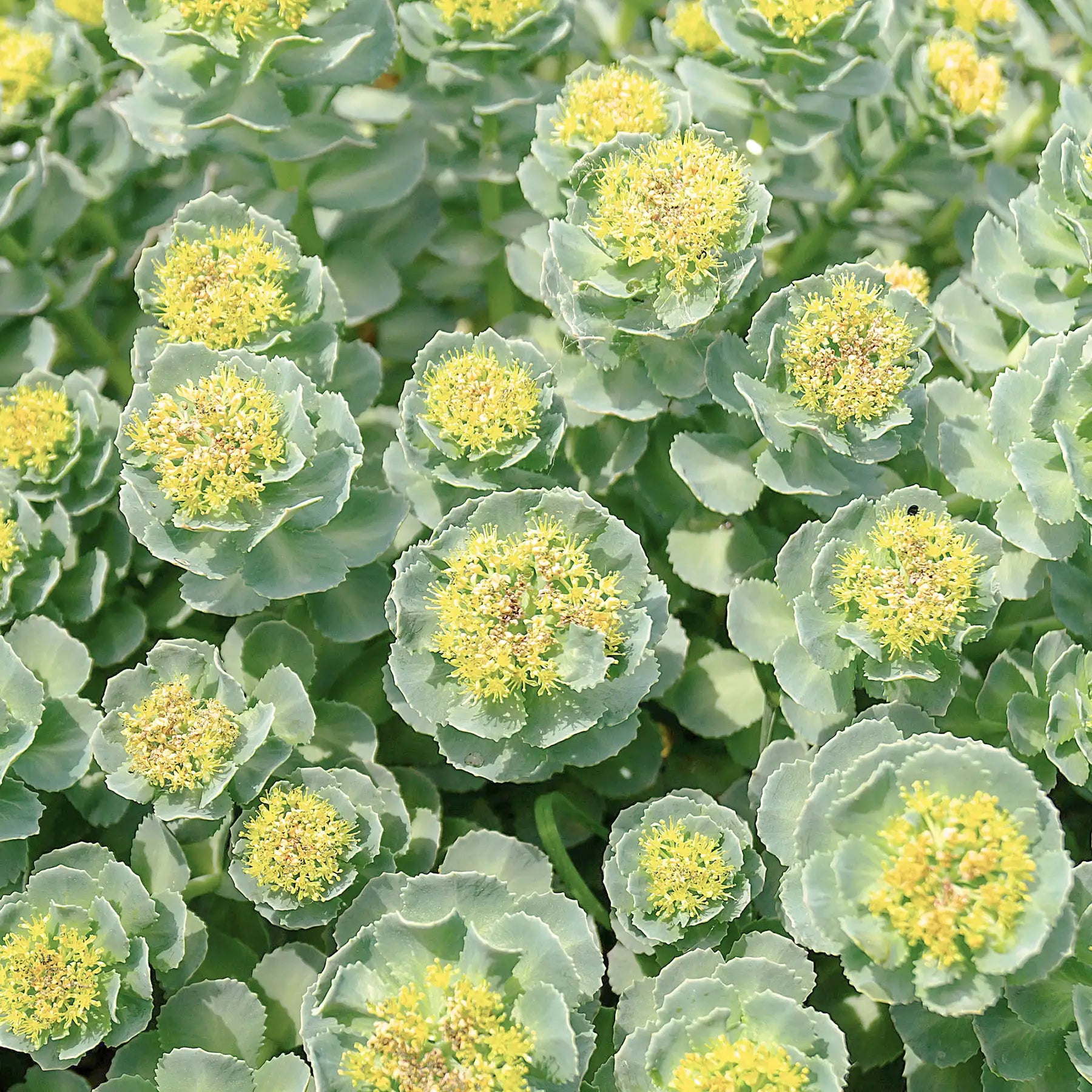Rhodiola pianta