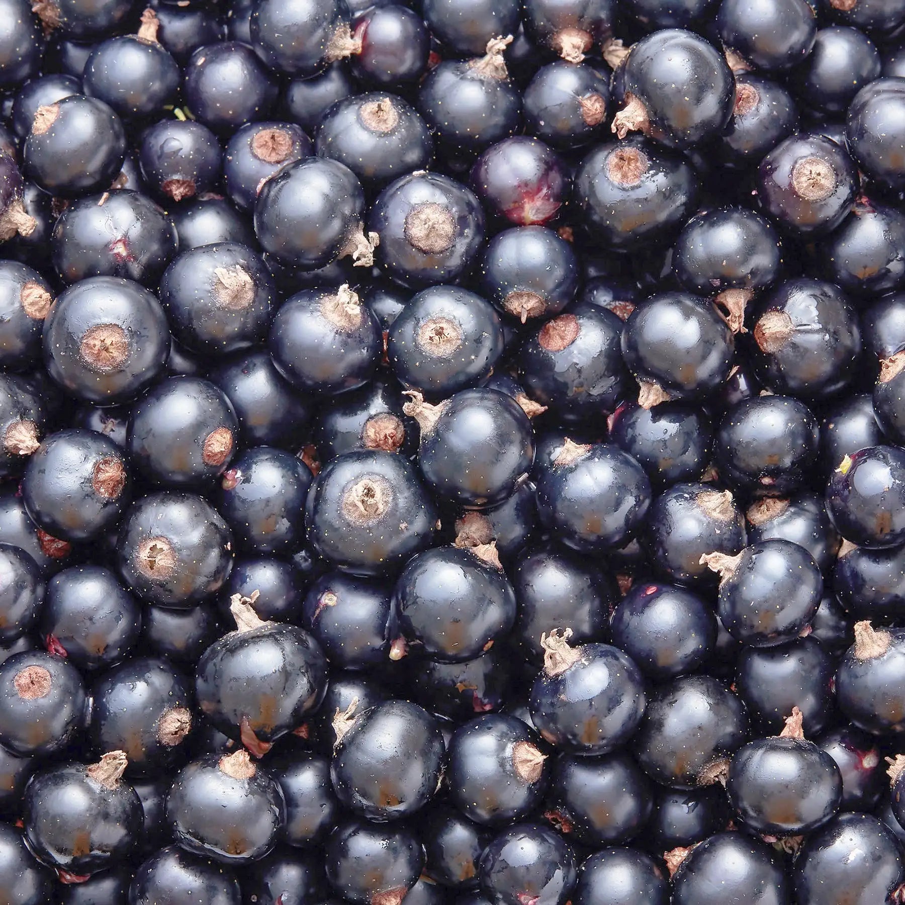 Ribes nero frutto