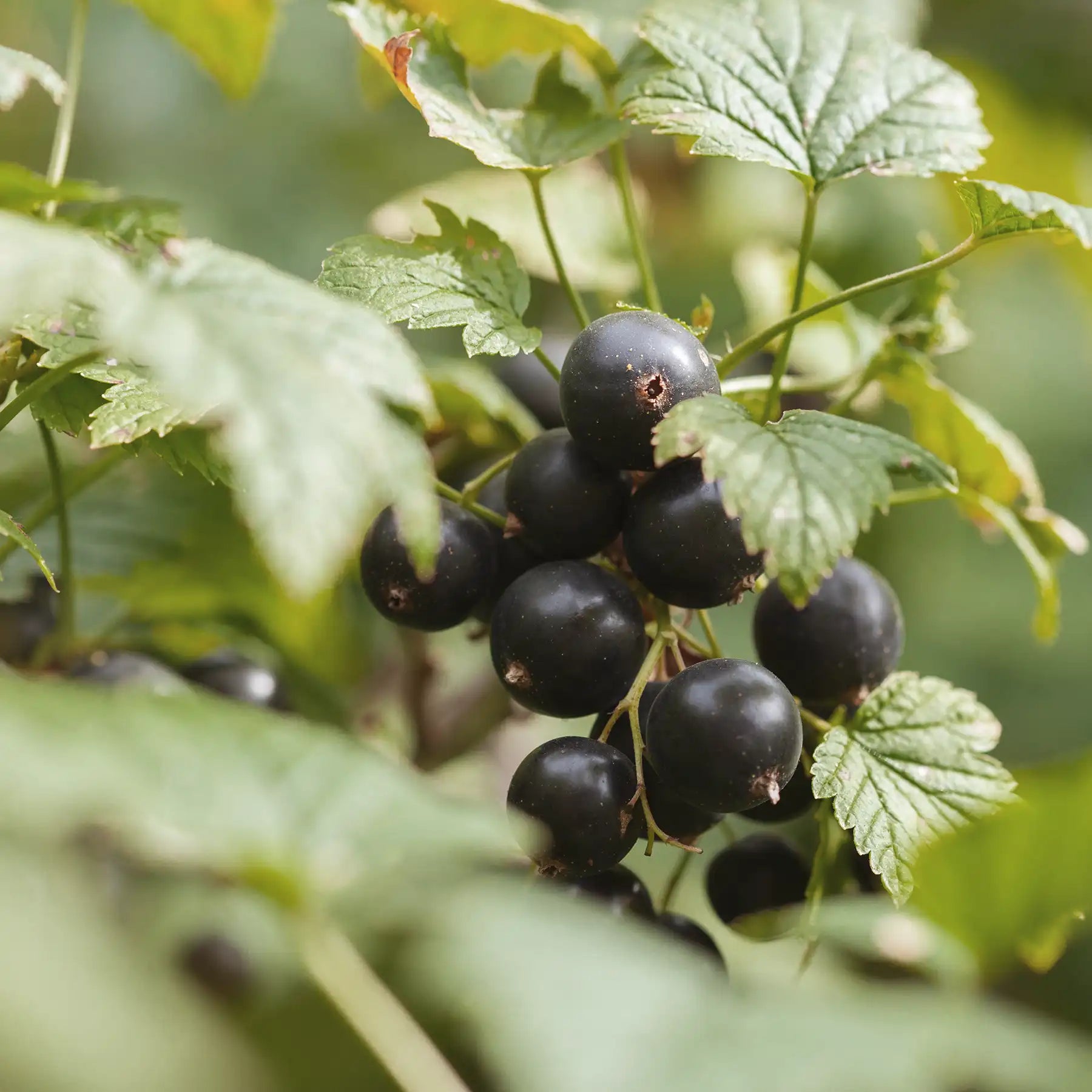 Tisana Ribes Nero foglie sfuse – Solimè