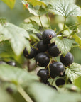 Ribes nero