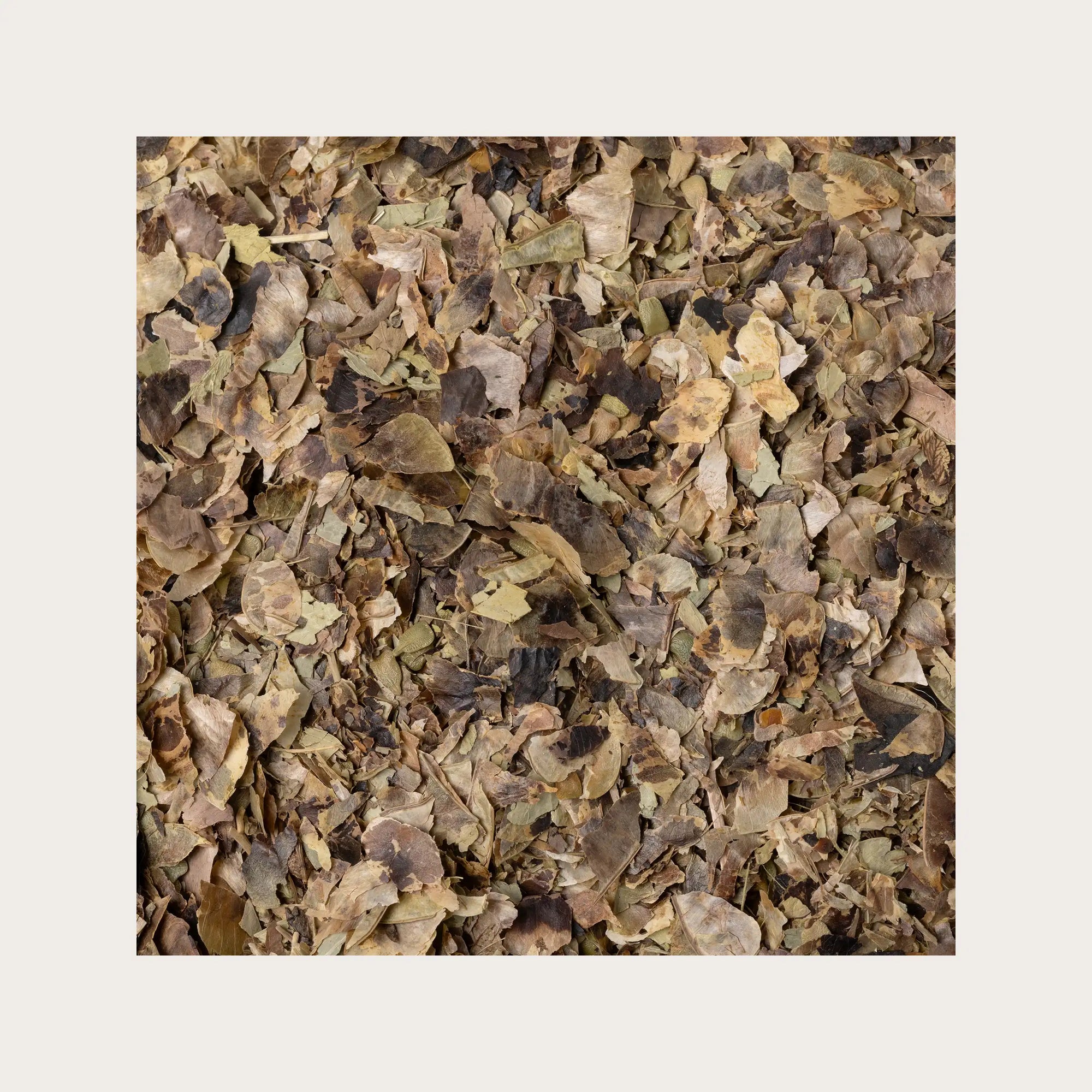 Senna tinnevelly frutti sfusi per tisana