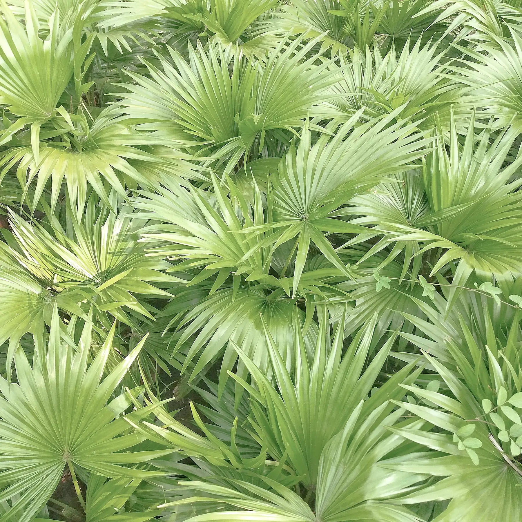 Serenoa pianta