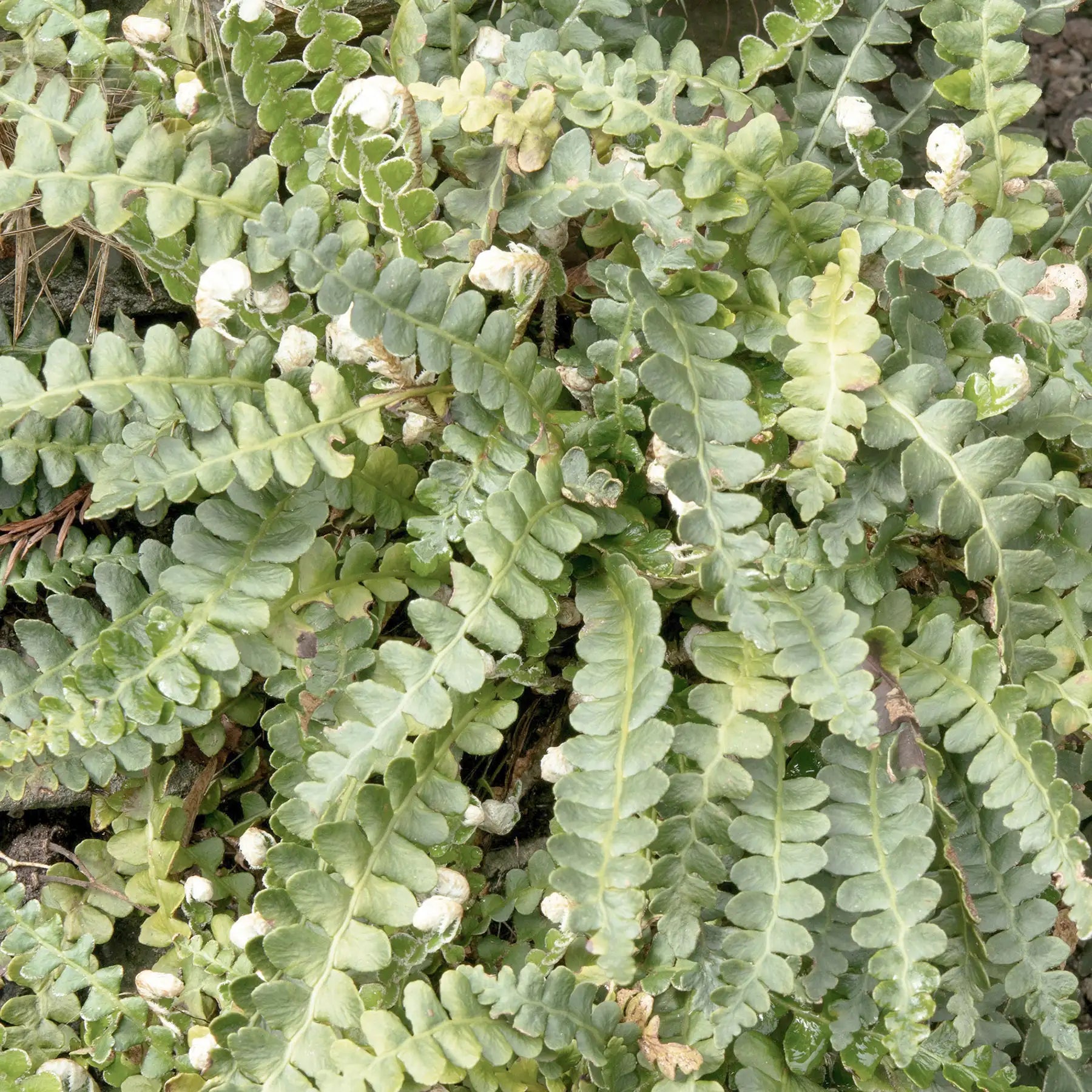 Spaccapietra pianta