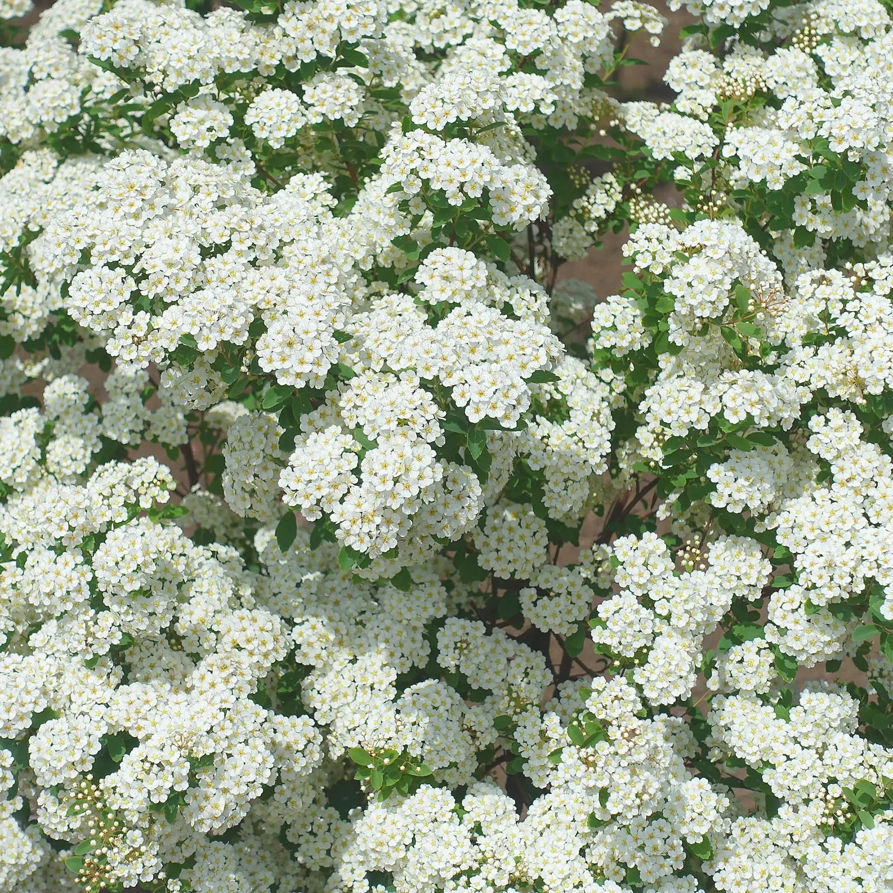 Spirea