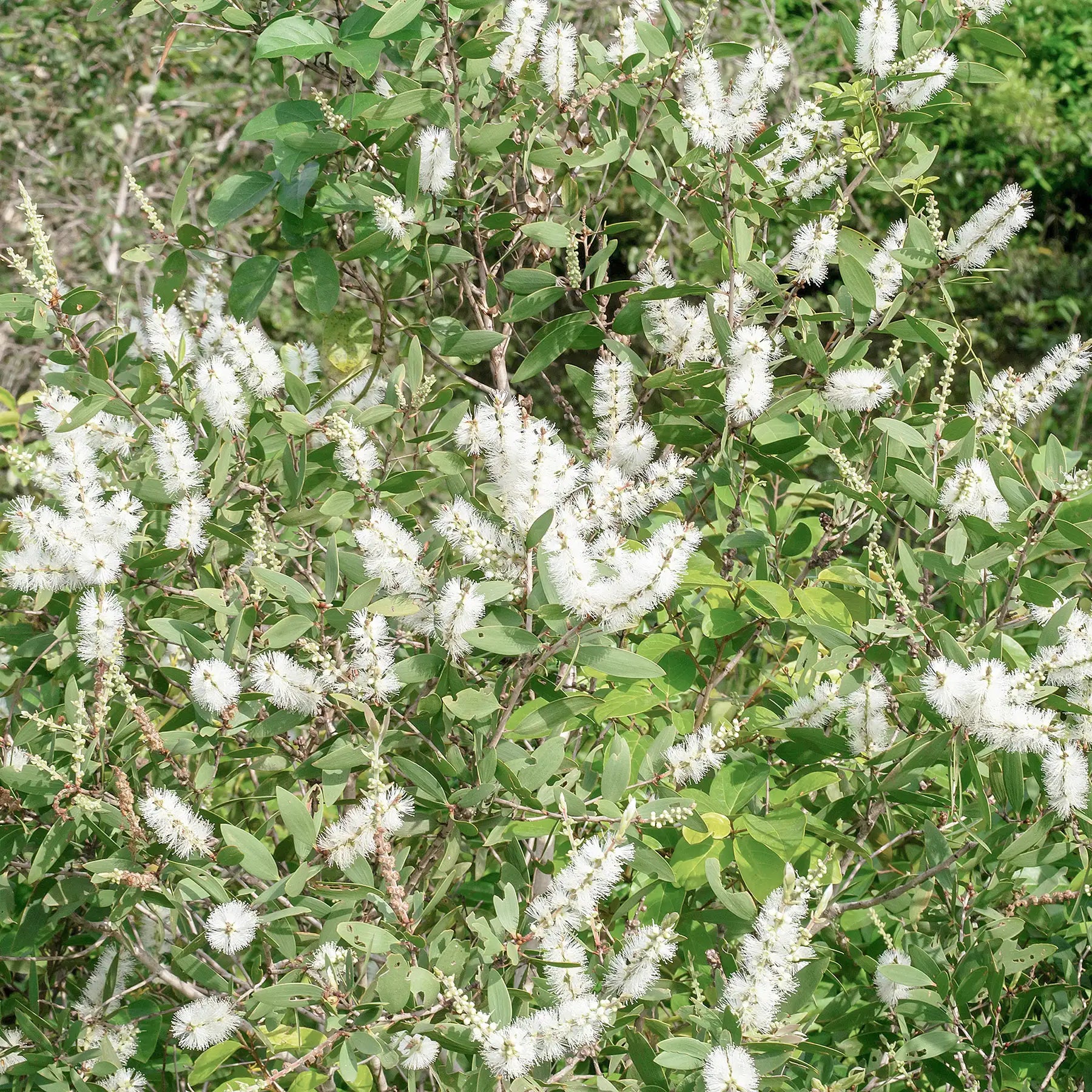 Tea Tree pianta