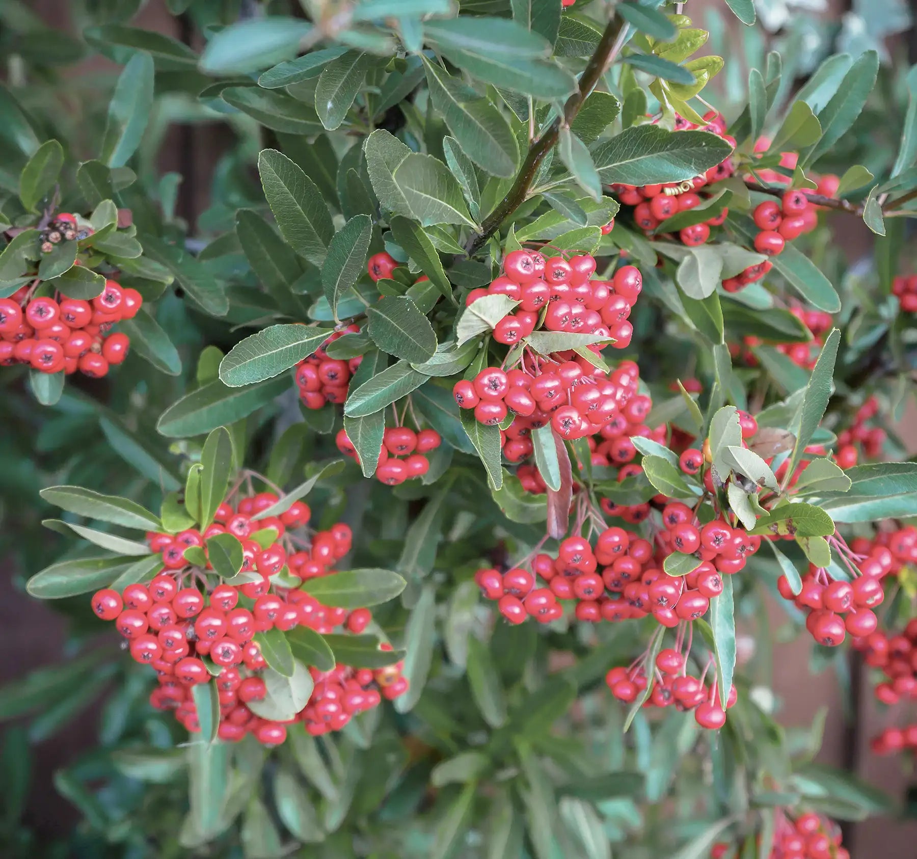 Uva ursina pianta
