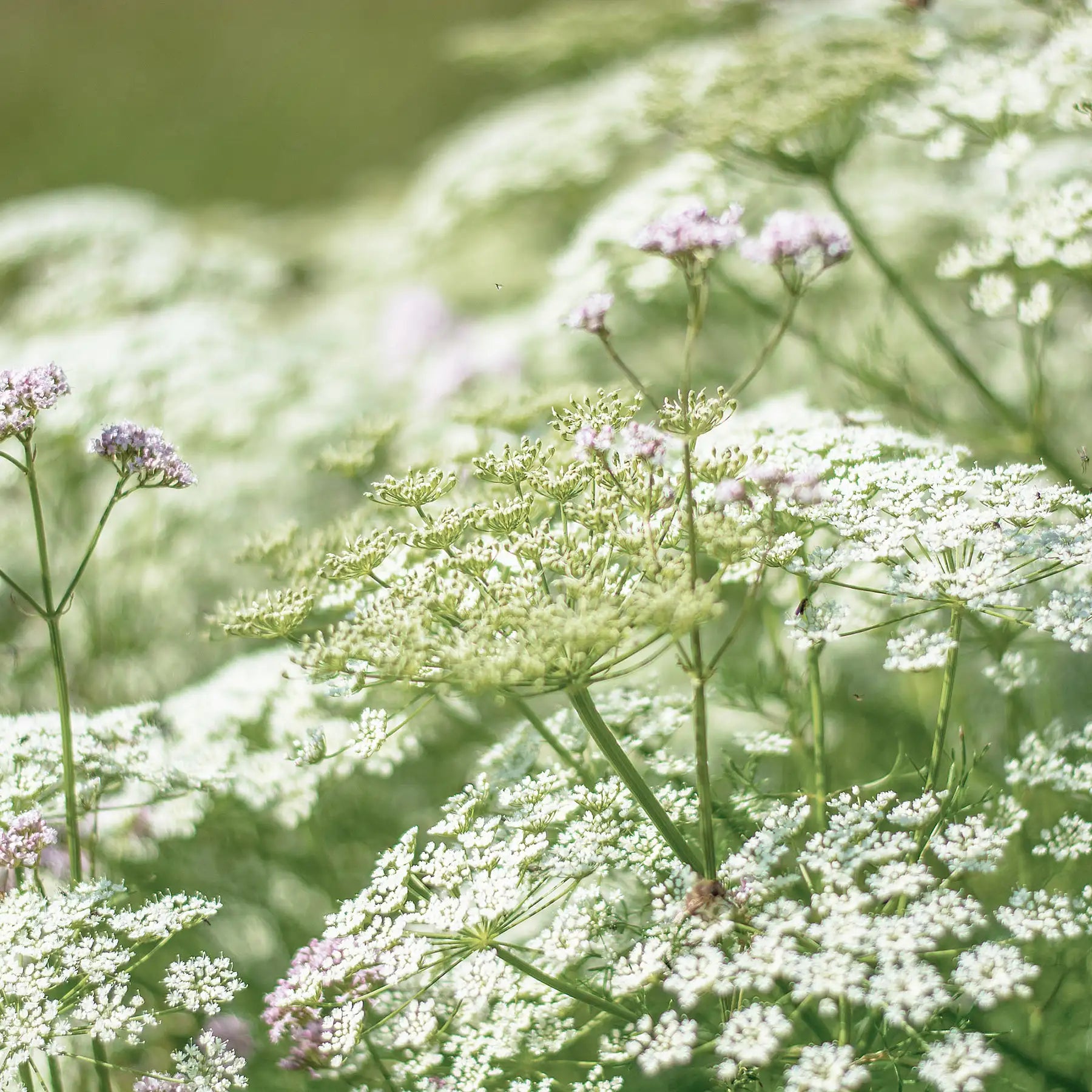 Valeriana pianta