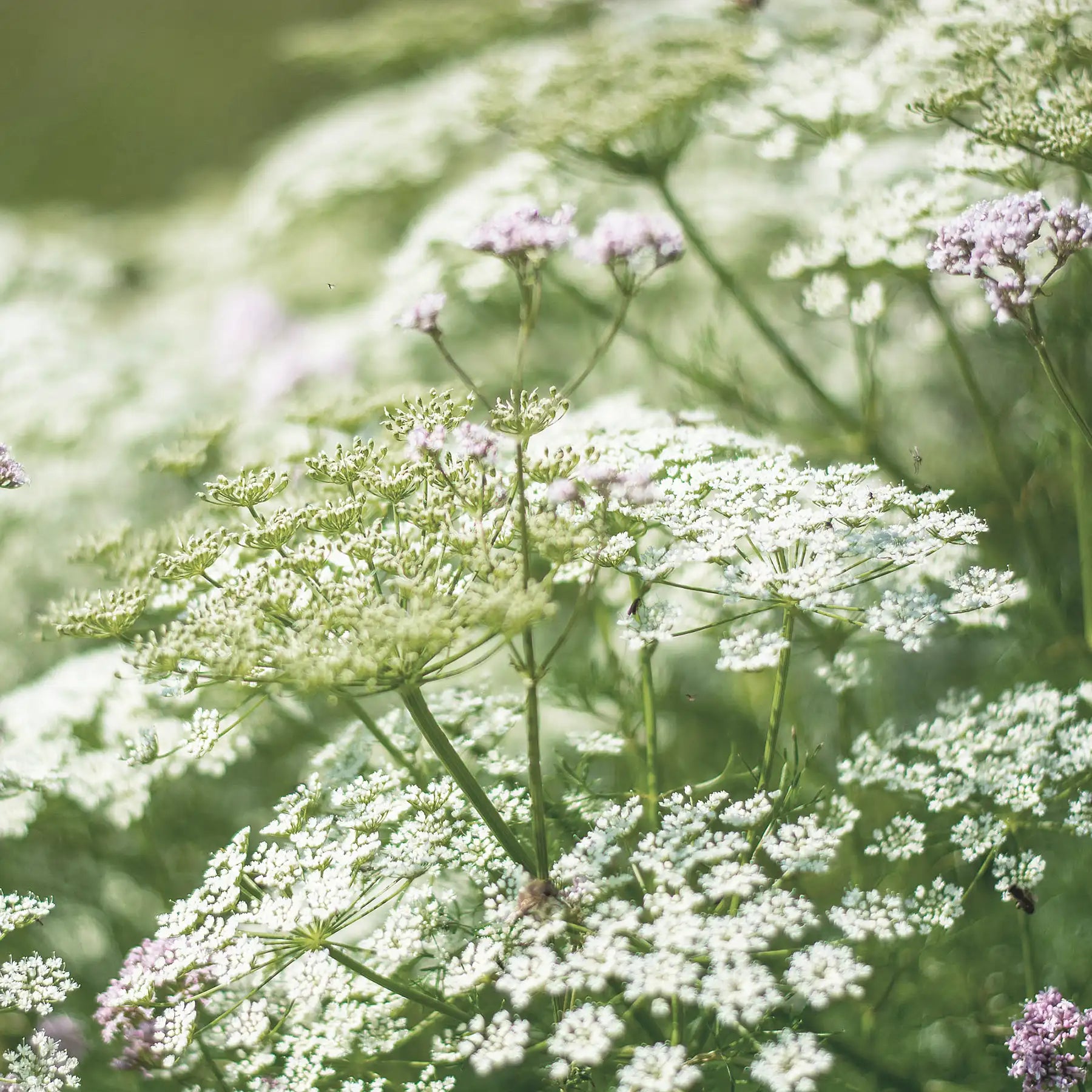 Valeriana